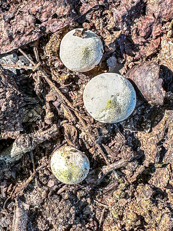 2025 09 01 Puff balls i6161