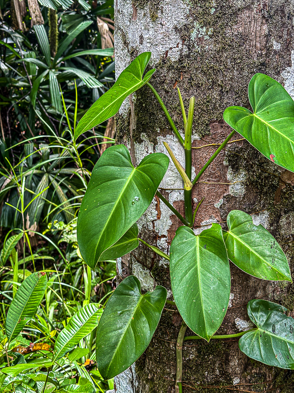 Abai - Abai Jungle Lodge