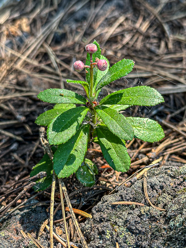 Lava Cast Forest - Deschutes Natl. Forest