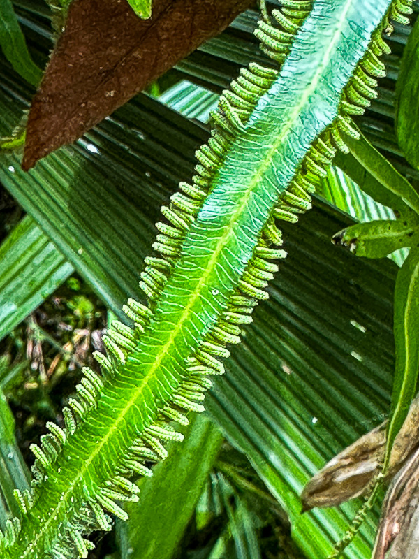 Abai - Abai Jungle Lodge