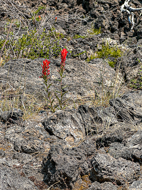 Lava Cast Forest - Deschutes Natl. Forest