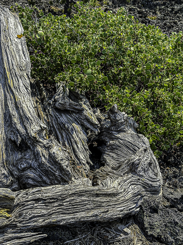 2024 07 20 Lava Casts Natl. Forest i7200