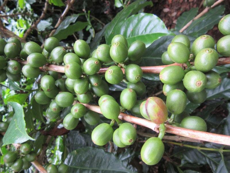 Coffee cherries
