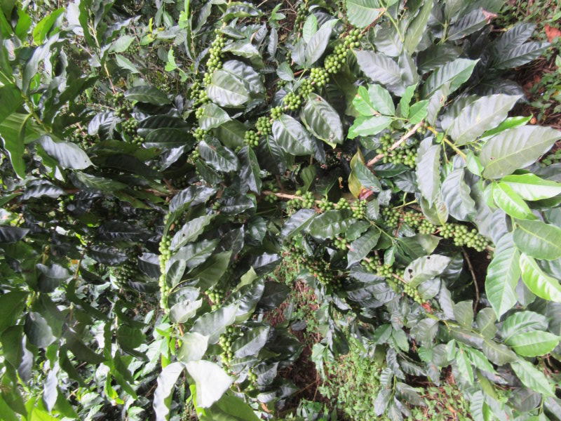Coffee bushes