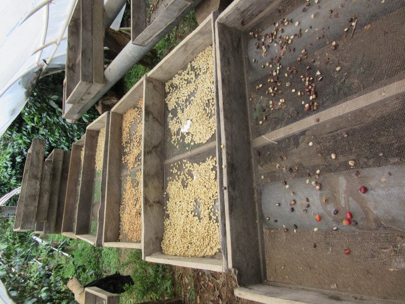 Drying the beans