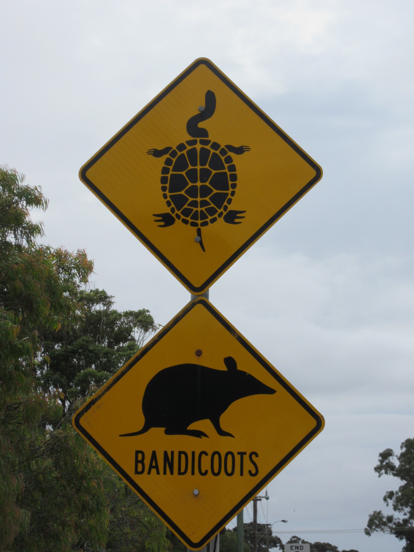 Watch out for bandicoots and wee turtles on the road