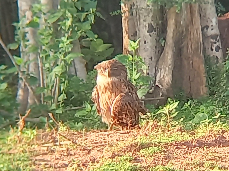 Brown Fish Owl