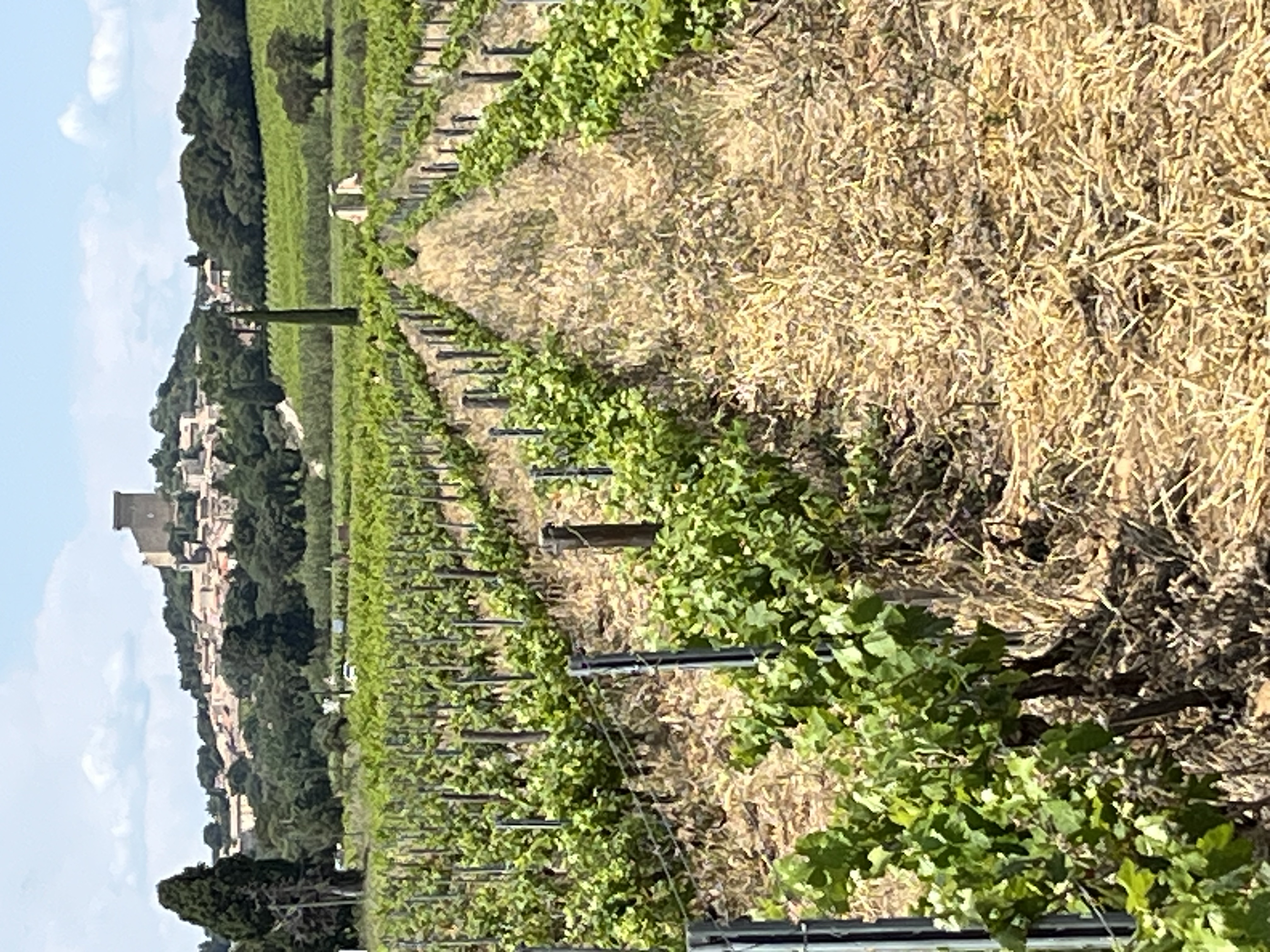 Chateauneuf du Pape