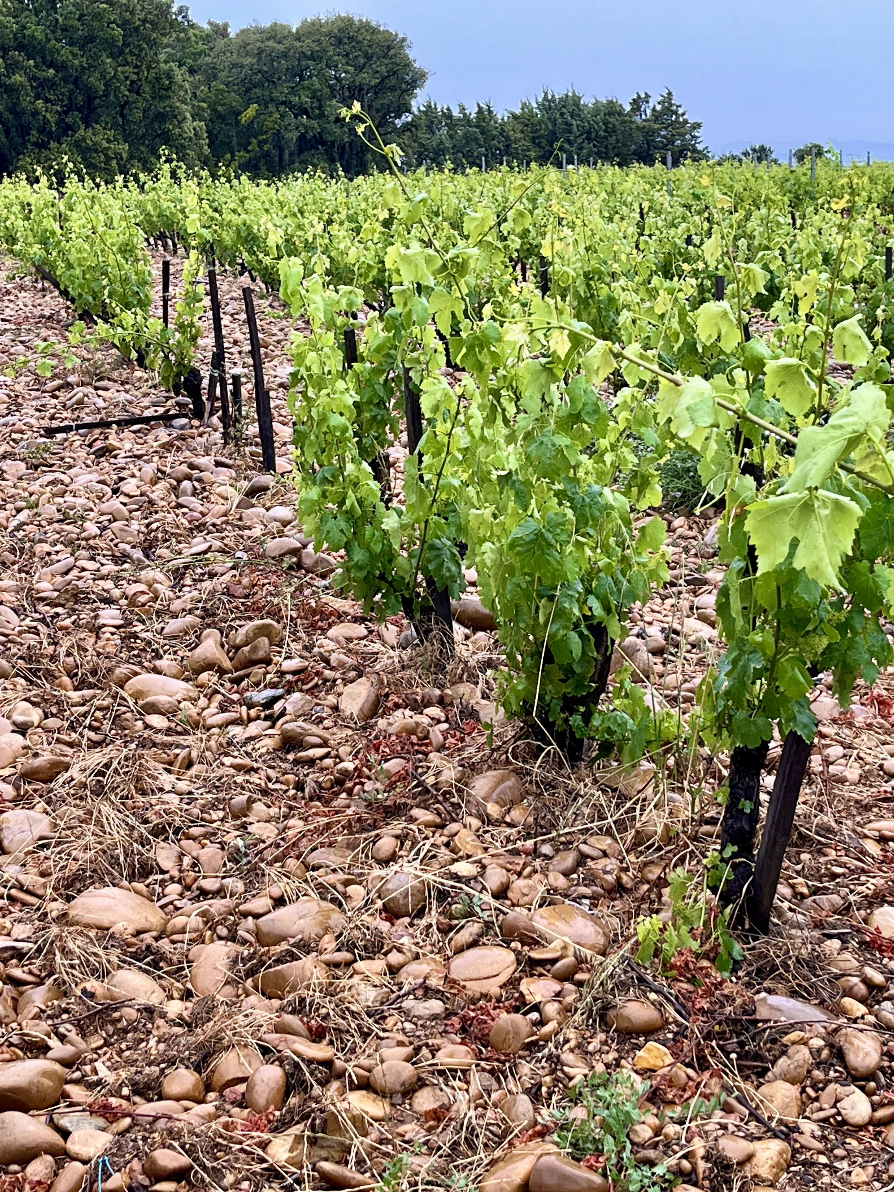Chateauneuf du Pape vineyards with rocky soil