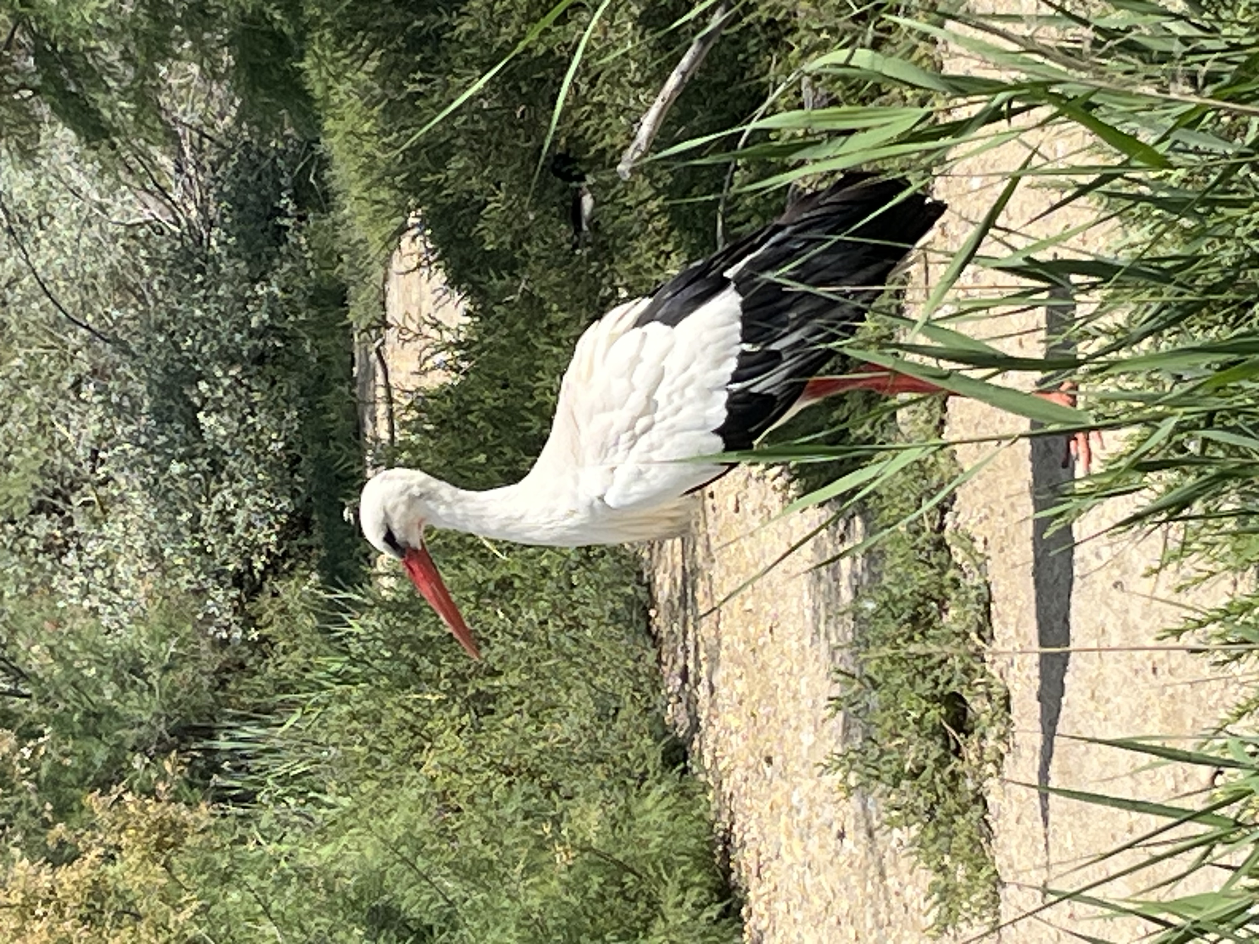 Stork