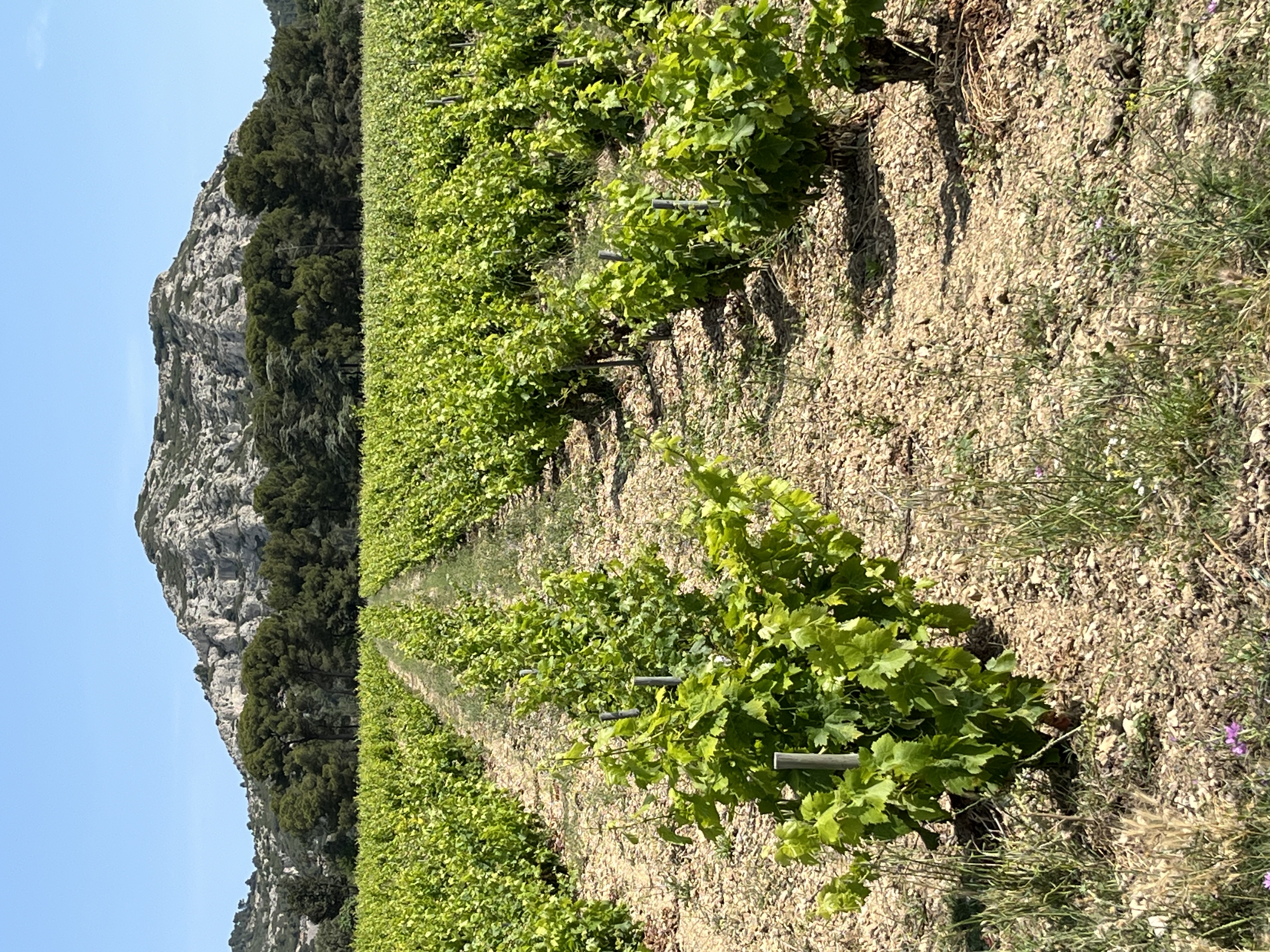 Les Alpilles