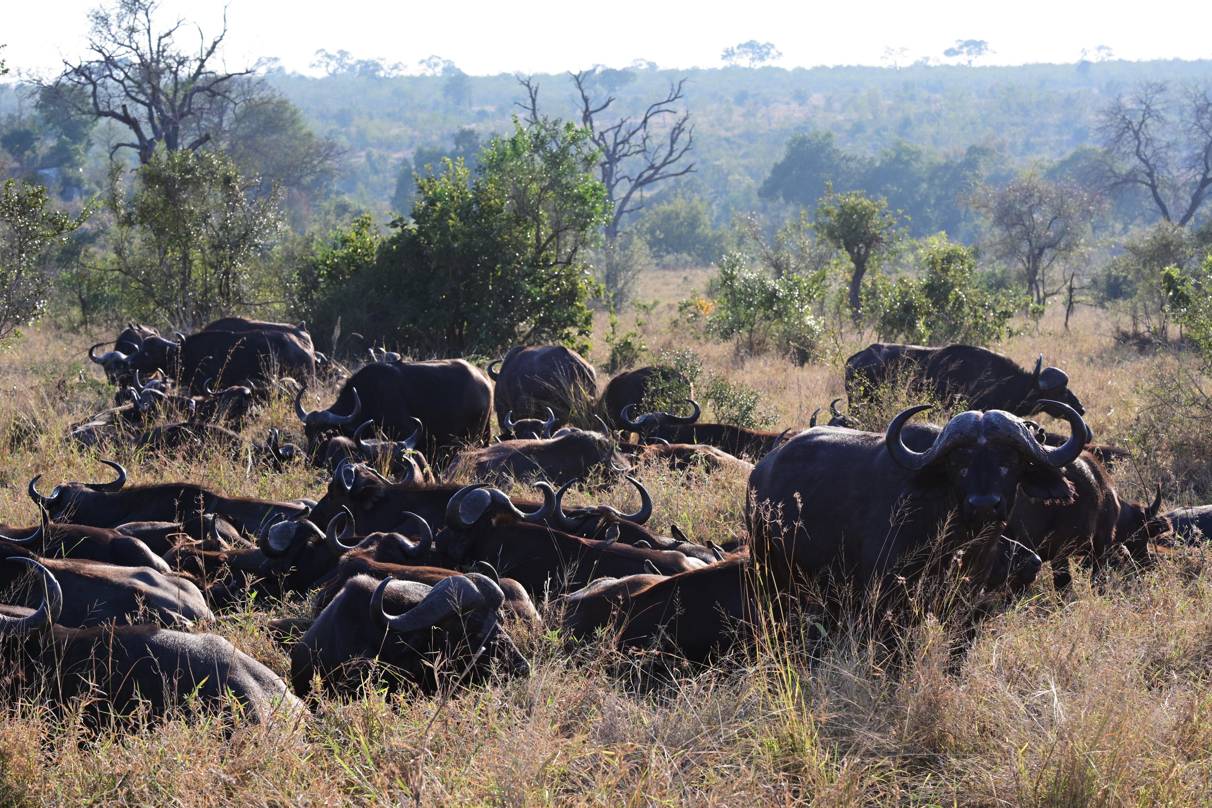 Cape Buffalo herd