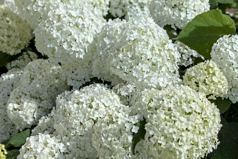 Hortensia_6529D.jpg