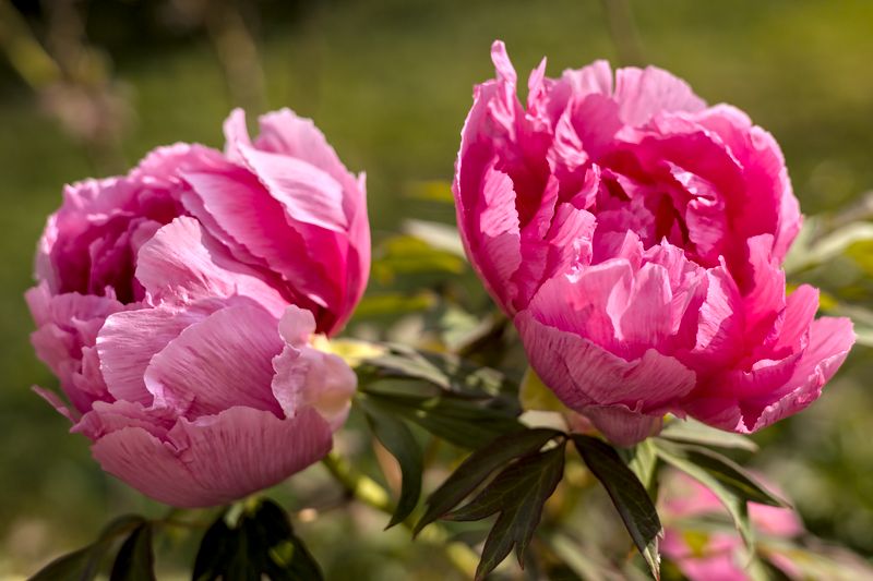Pivoine_148A0598D.jpg