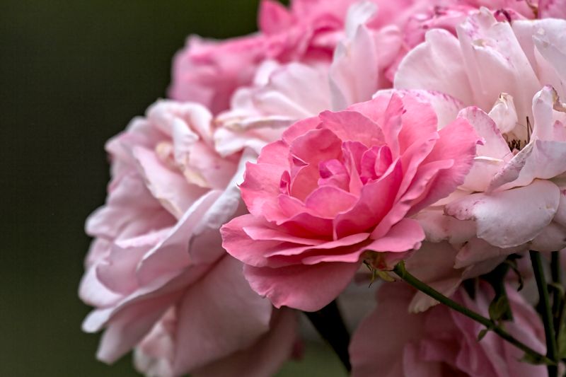 Roses_6526D.jpg