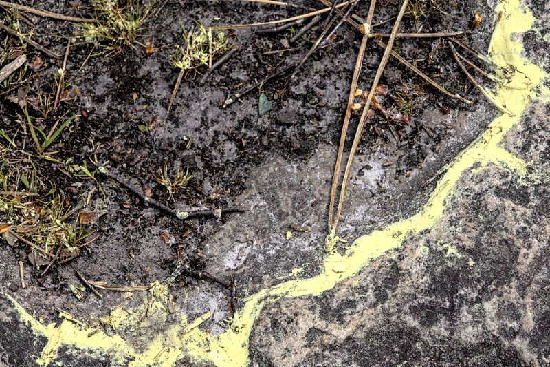 Pollen_2125D.jpg