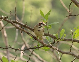 IMG_7895.JPG