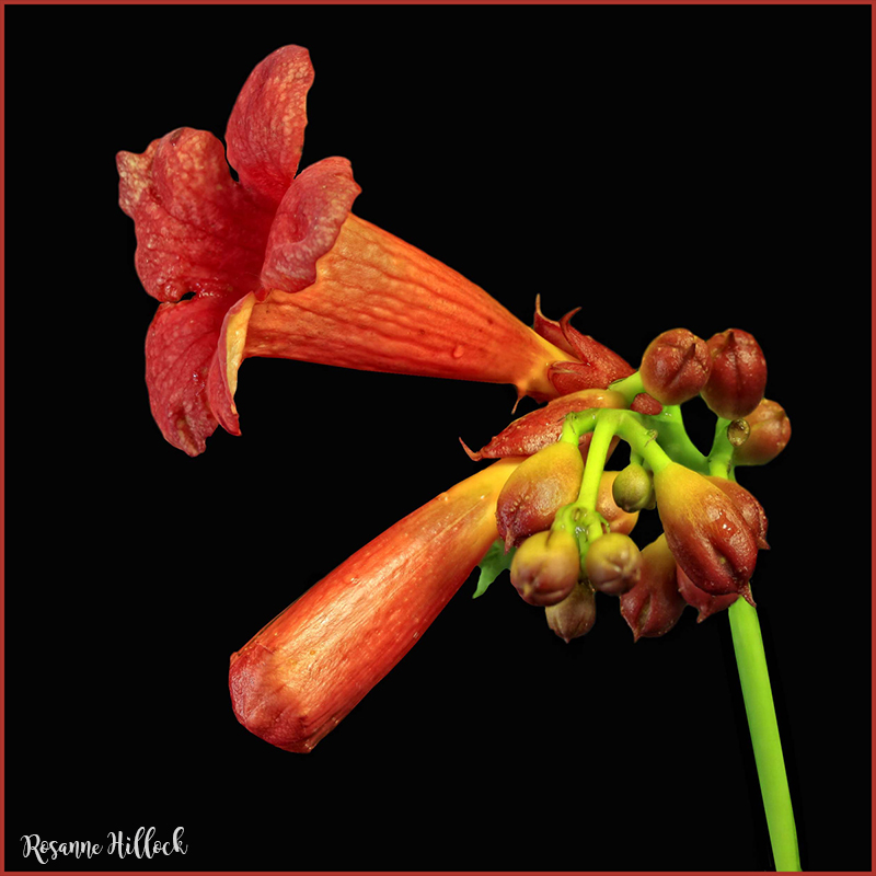 TrumpetVine