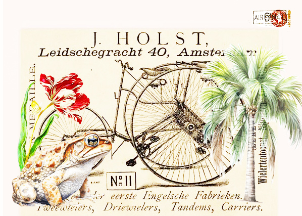 Tulip Toad Bike Palm copy.jpg