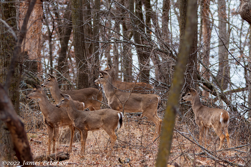 Deer on Alert (4889)