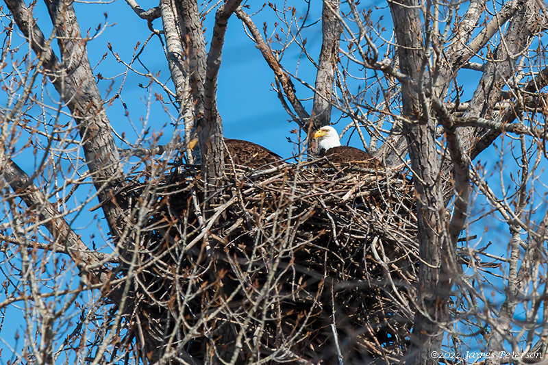 Nesting Pair of Bald Eagles (4584)