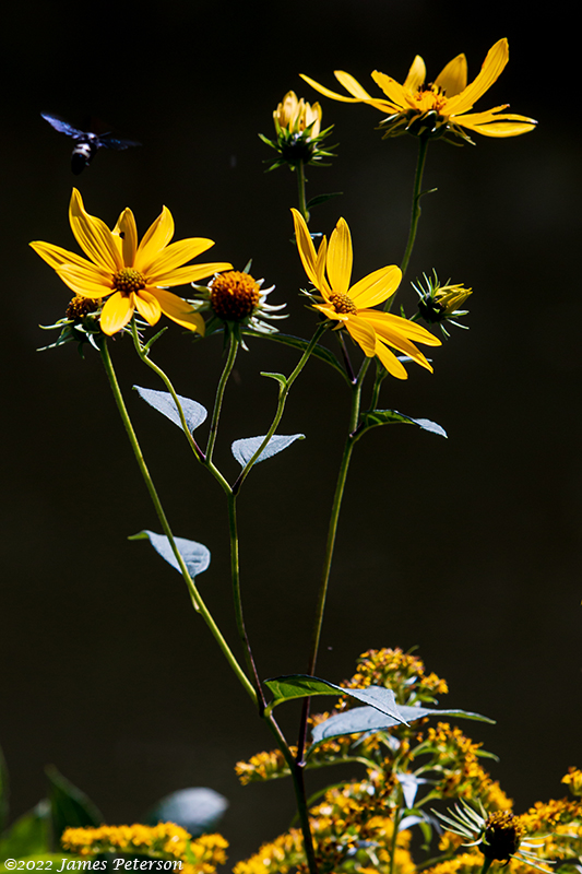 Woodland Sunflower (1749)