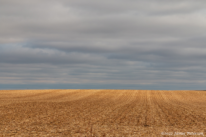 Harvested Cornfield (13,084)