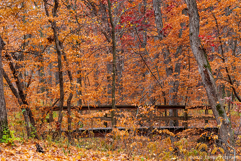 Autumn Color