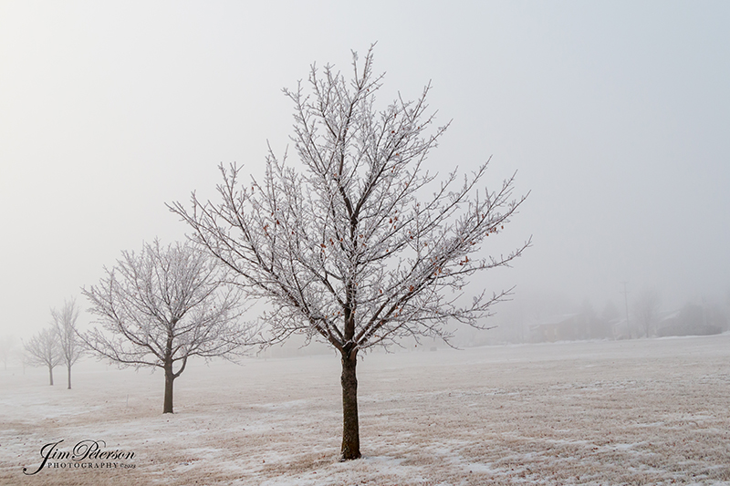 Frosted Trees in Fog (13,890)