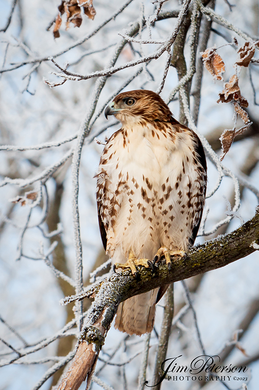 Red Tail Hawk (13,966)