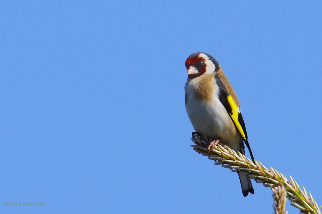 goldfinch.... putter