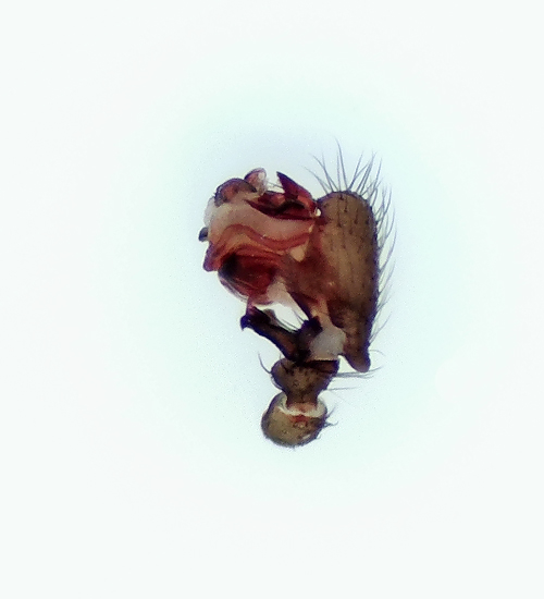 Microneta viaria ( Frnamattvvare )