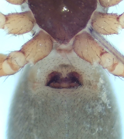 Gsslsa Halland 10.3-19 epigyn adult female