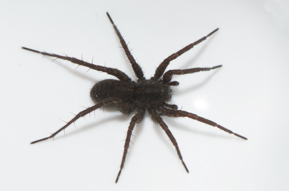 Obbhult Halland 9.4-19 female