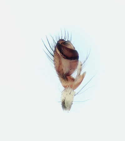 Rammsjn Halland 9.4-19 palp adult male