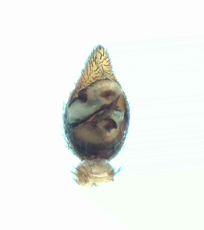 Pardosa pullata ( Kortbent vargspindel )