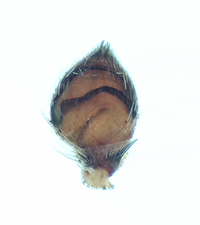 Philodromus fuscomarginatus ( Kopparsnabblpare )