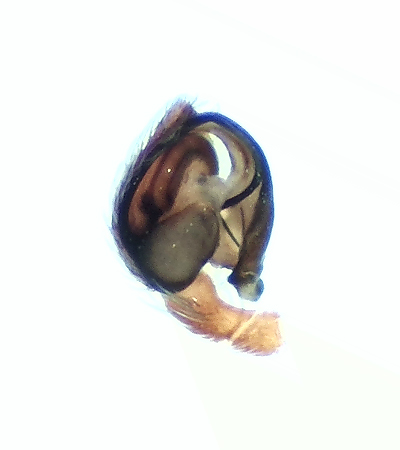 Friseboda Skne 26.4-19 palp adult male