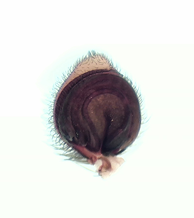 Philodromus dispar ( Fracksnabblpare )