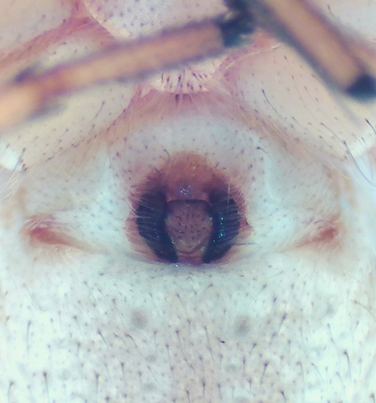 Subbe Halland 23.5-19 epigyne adult female