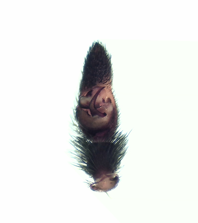 Pardosa alacris ( Brantvargspindel )