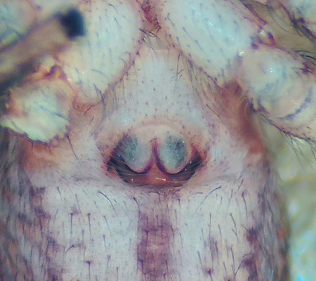 Evarcha laetabunda ( Lohoppspindel )