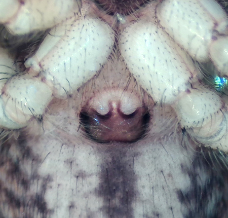 Evarcha arcuata ( Bandithoppspindel )