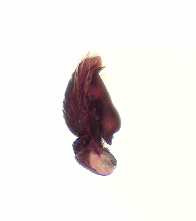 Smrismossen Halland 3.8-19 palpe adult male