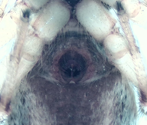 Salticus cingulatus ( Stamhoppspindel )
