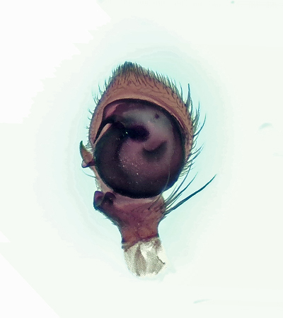  Xysticus luctuosus ( Skogskrabbspindel )