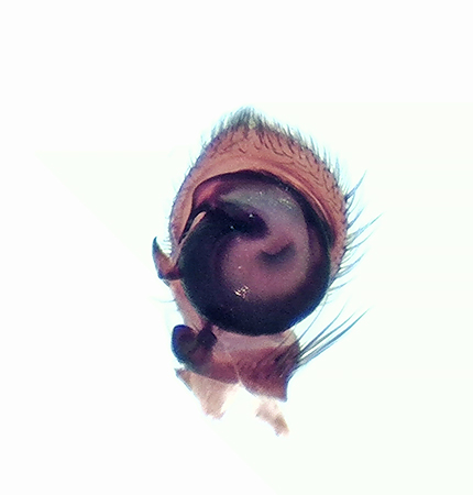 Hgryd Halland 11.6-19 palp adult male