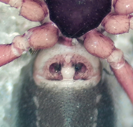 Vargslttsvgen Vstmanland 22.5-19 epigyne adult female
