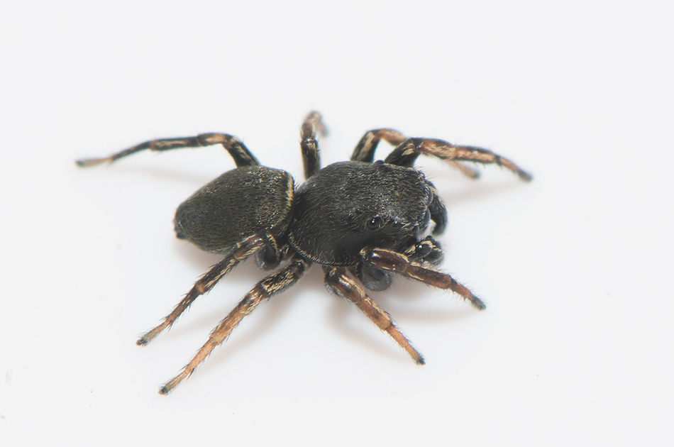Grustaget Vstmanland 19.5-19 adult male