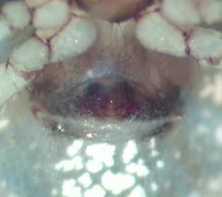 Theridion mystaceum ( Barkklotspindel )